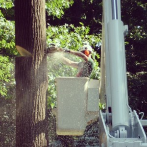 tree-removal